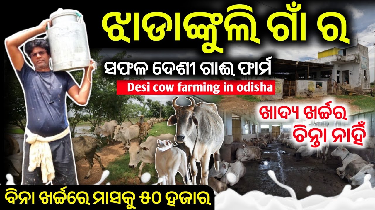ଝାଡାଙ୍କୁଲି ଗାଁ ର ସଫଳ ଦେଶୀ ଗାଈ ଫାର୍ମ |How to start desi cow farm in odisha | Krushak sathi odisha