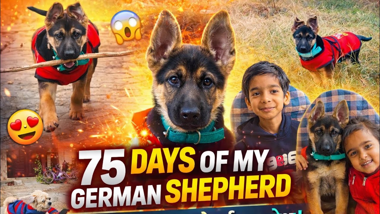 German Shepherd  of 75 days😱 | Growth is INSANE! #germanshepherd #gsd #gsdpuppy 