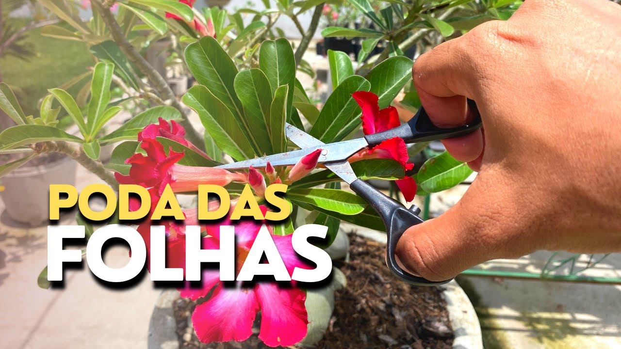 Como podar as FOLHAS das Rosas do Deserto?