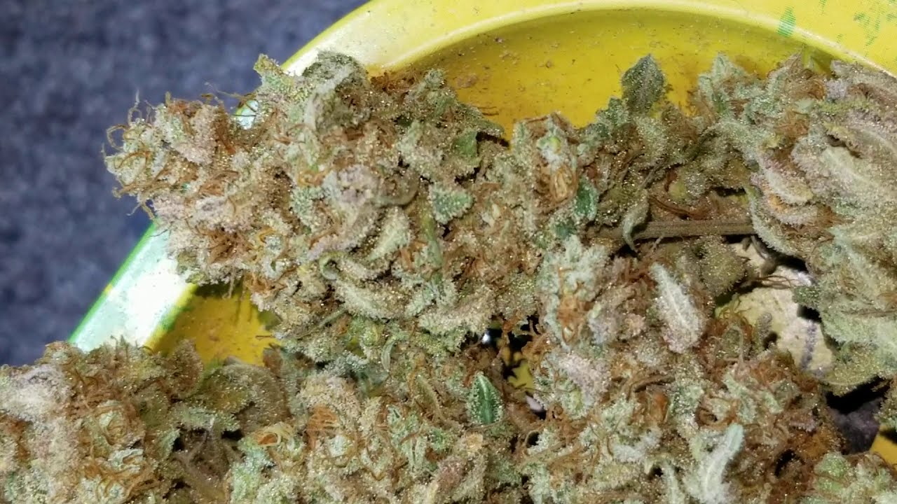 First Run Of Le Mac (Mac x Limonene) Short Video