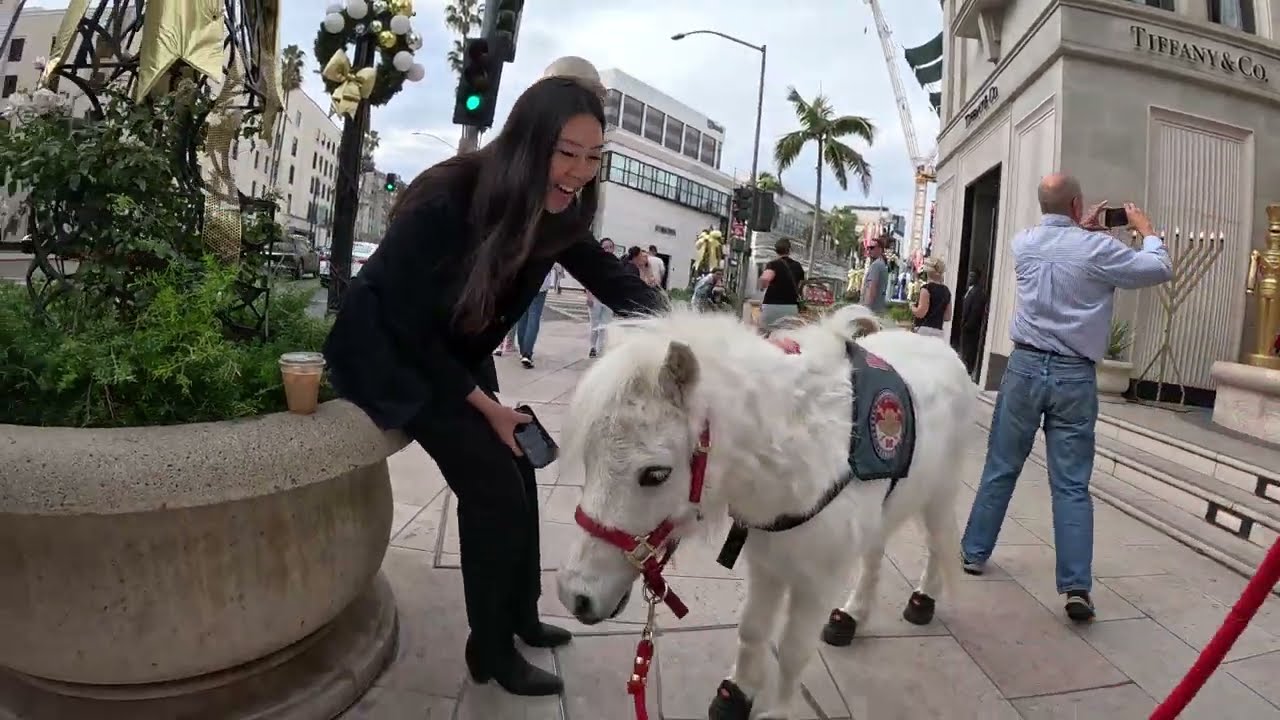 Lt. Rowdy walks Rodeo Drive 1 of 4 121723