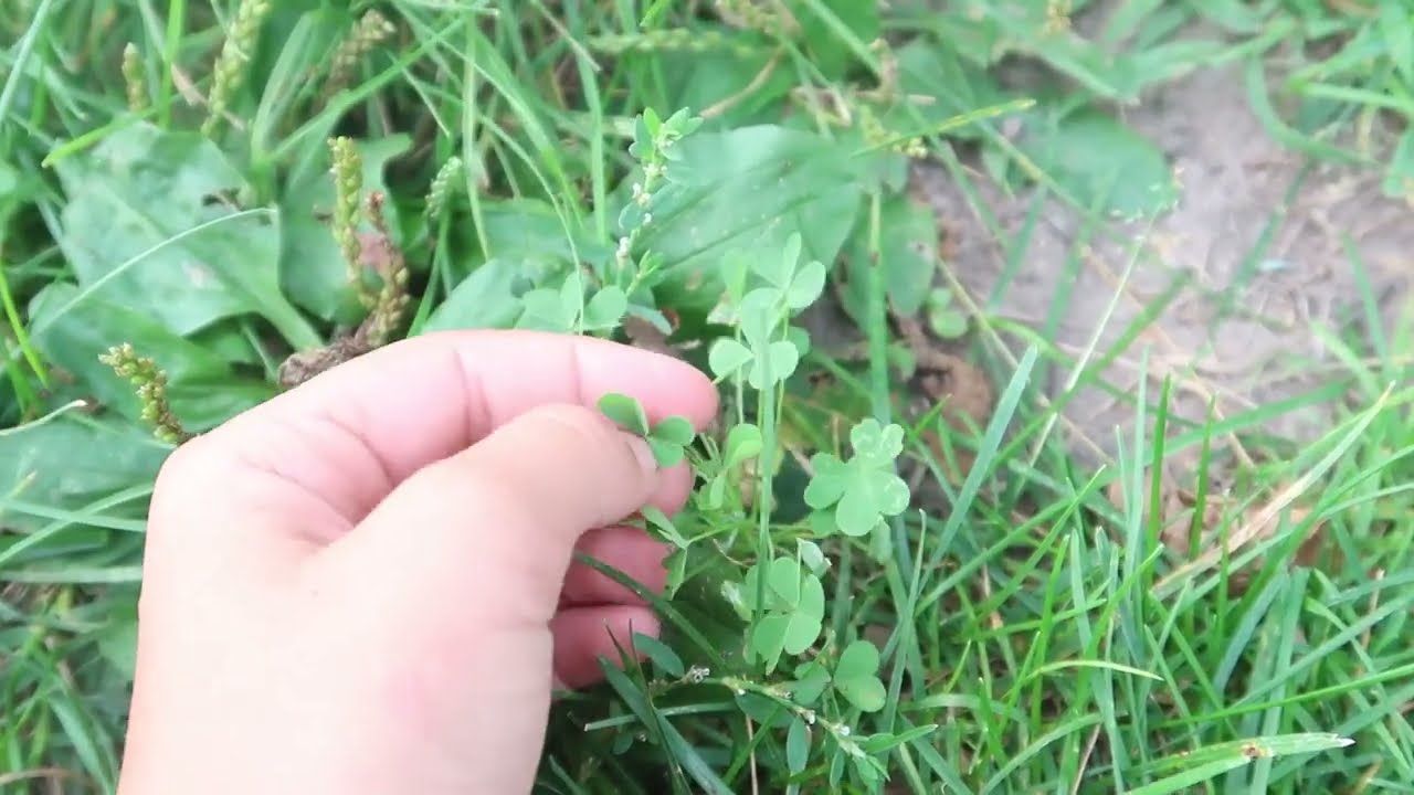Weeds you can eat ~ Wild Edibles Episode #5 Wood Sorrel