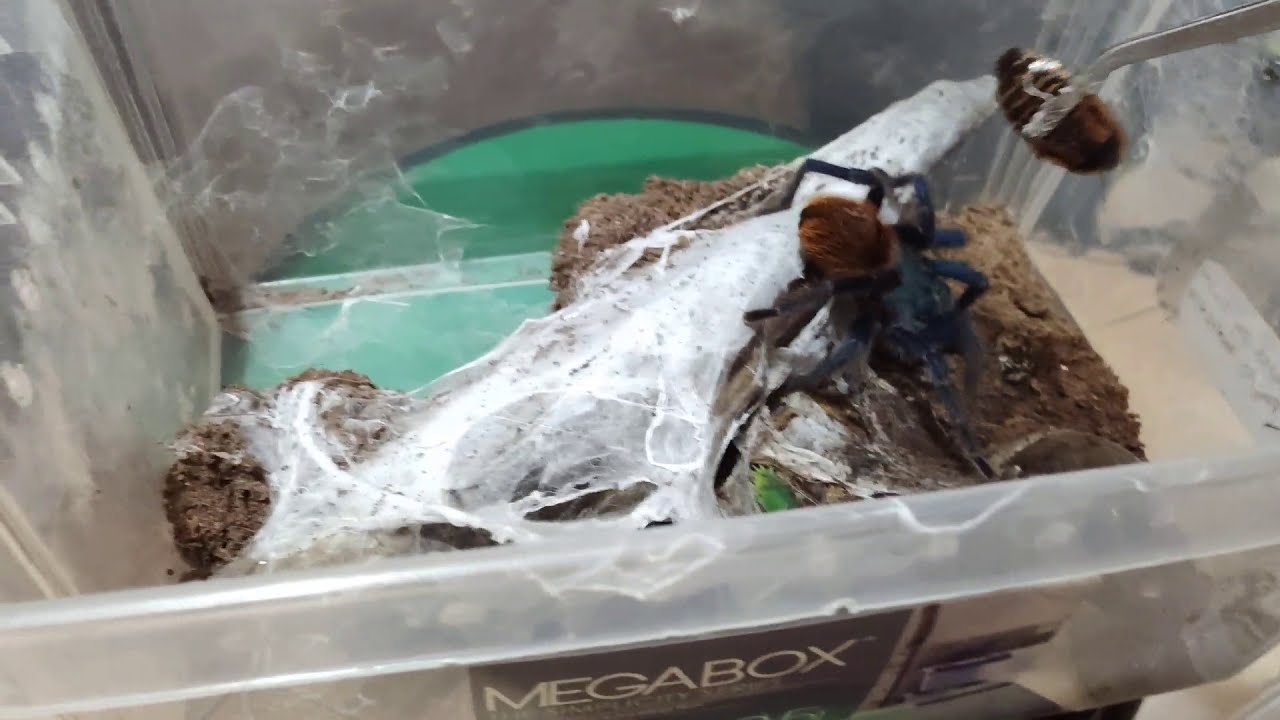 Green bottle blue tarantula eggsac pulling, successful or not?