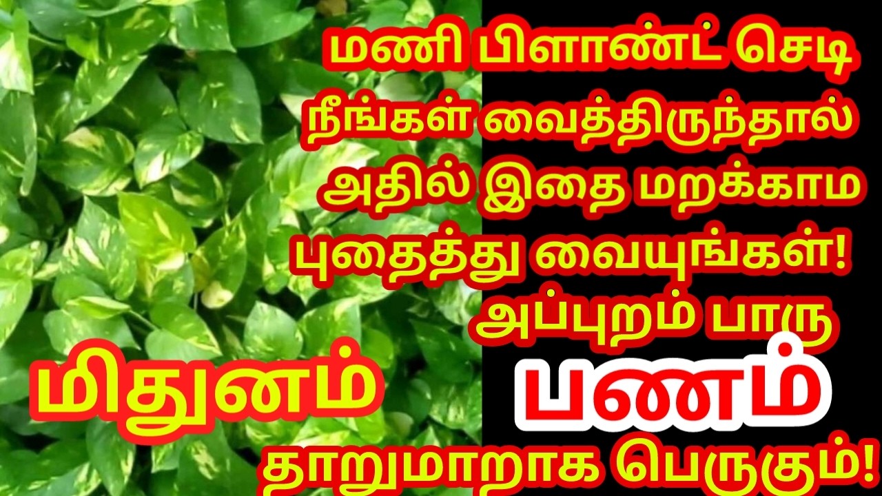 மணி பிளான்ட் செடியில் இதை புதைத்து வையுங்கள் பணம் நன்றாக பெருகி கடன் அடையும்|#money |#mithunam rasi