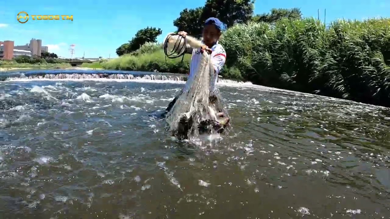 Amazing net fishing tilapia || Jala ikan di sungai dangkal hasilnya sangat memuaskan