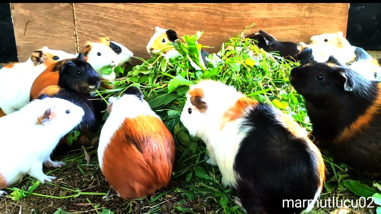 Uihh...? Asmr|marmut lucu mukbang rumput hijau royo-royo 
