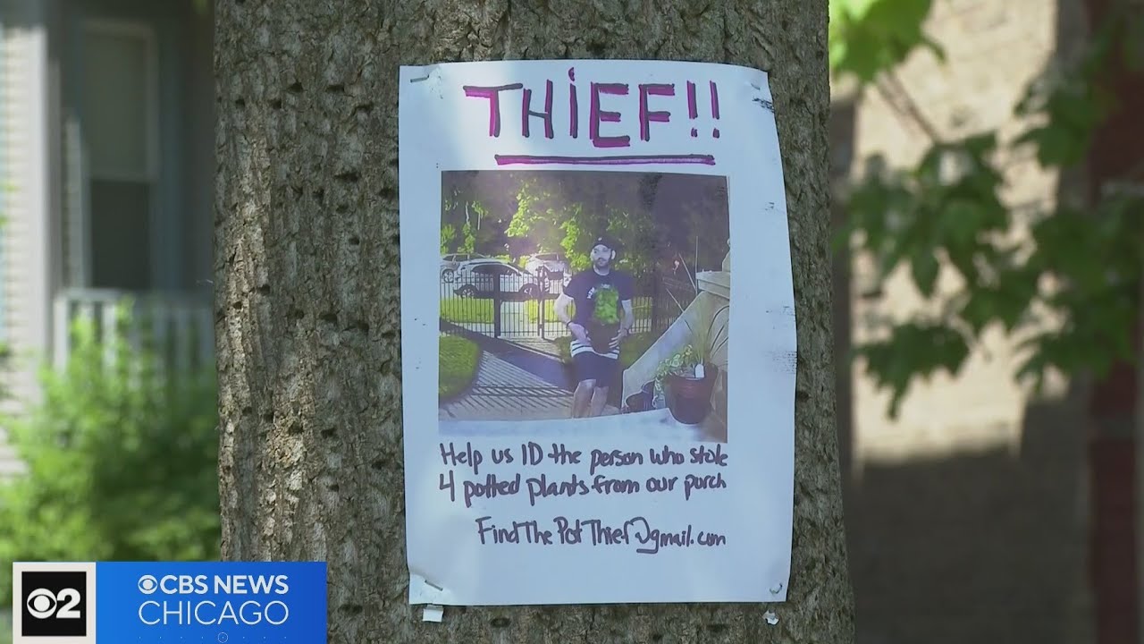 Who is the Ravenswood 'Plant Pot Thief'?