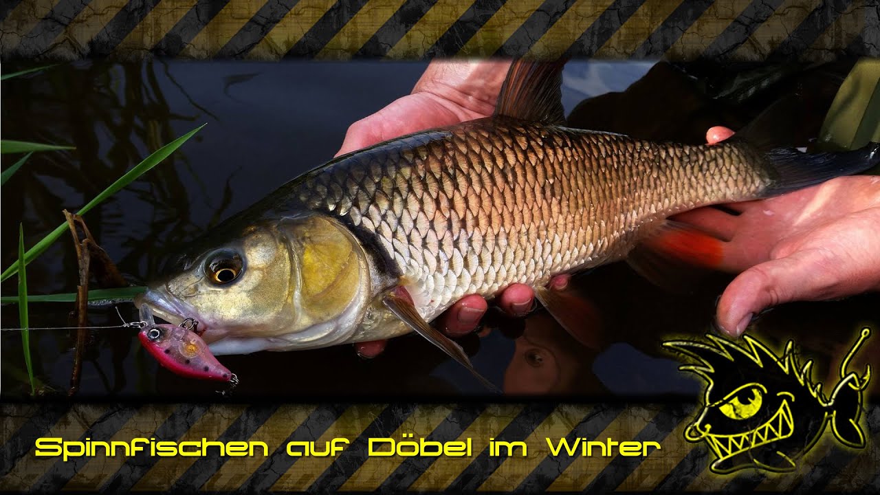 Spinnfischen auf Winter-Döbel