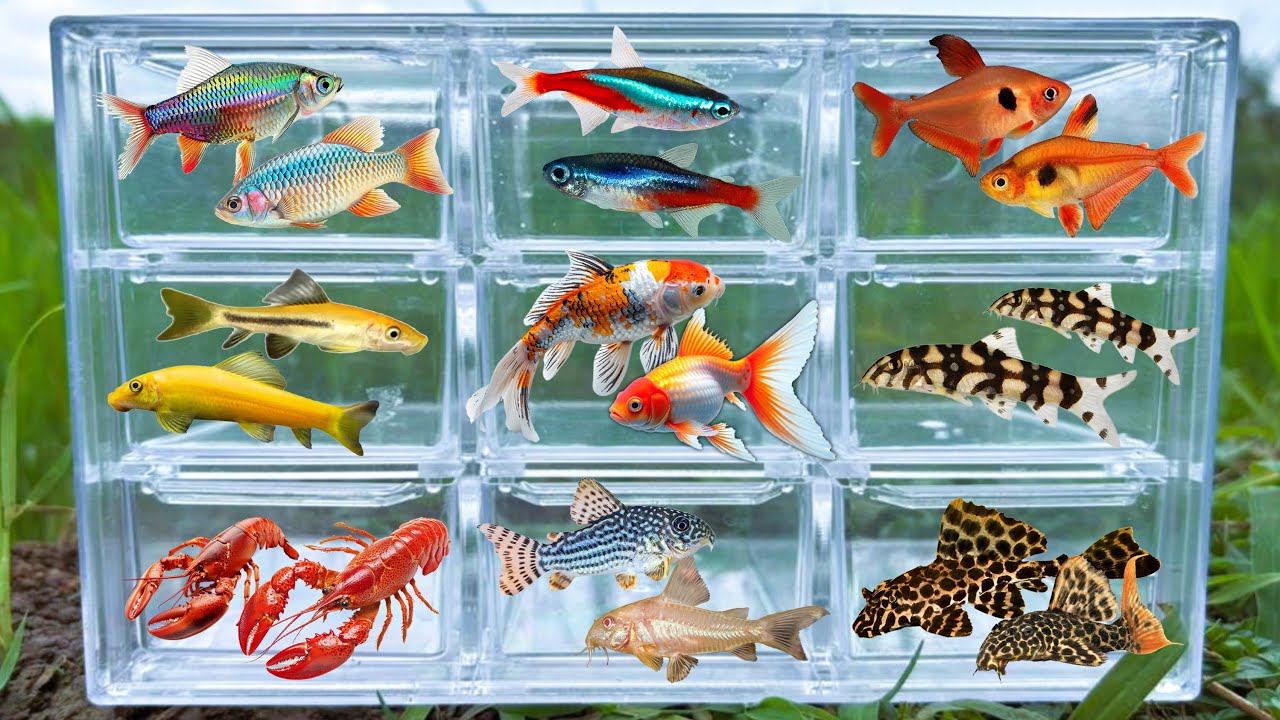 Fish: Glofish, Corydoras, Crawfish, Tetra Fish, Rainbow Fish, Loach, 