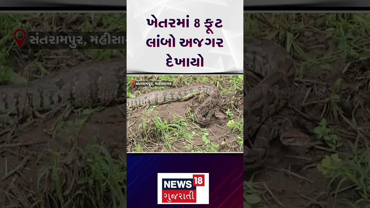 Mahisagar News | ખેતરમાં 8 ફૂટ લાંબો અજગર દેખાયો | Farmers | Gujarati News | News 18 Gujarati | N18S