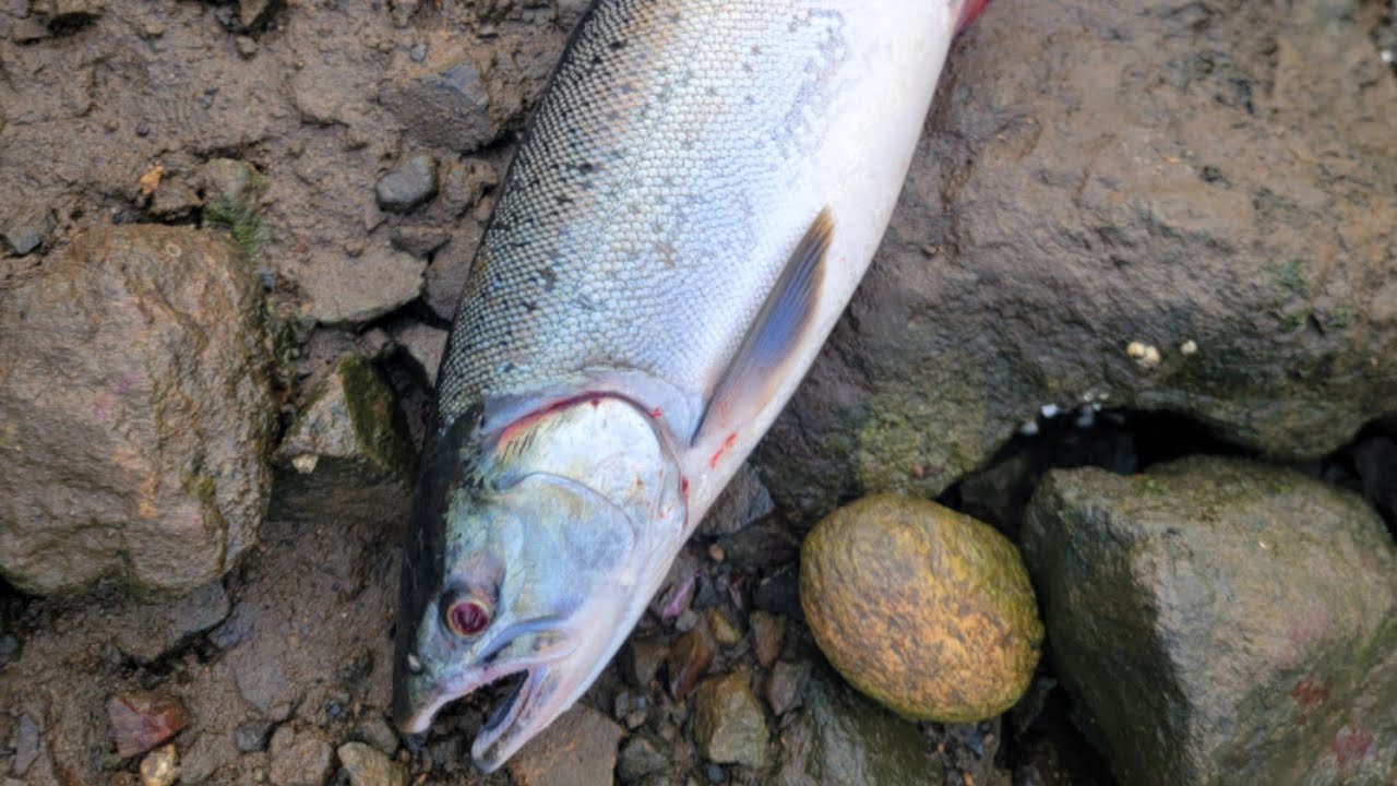 Chasing Coho at Duwamish River Bobber Down 