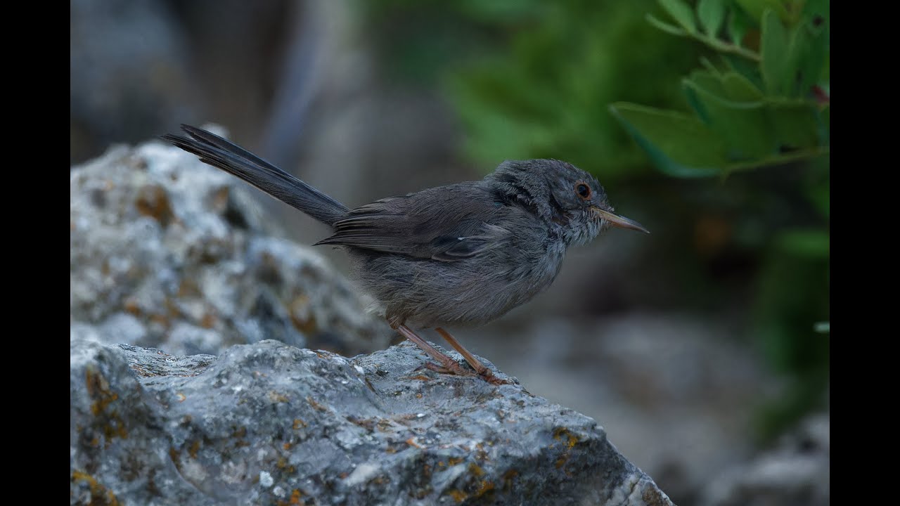 Birding in Mallorca, 19-26/8/23