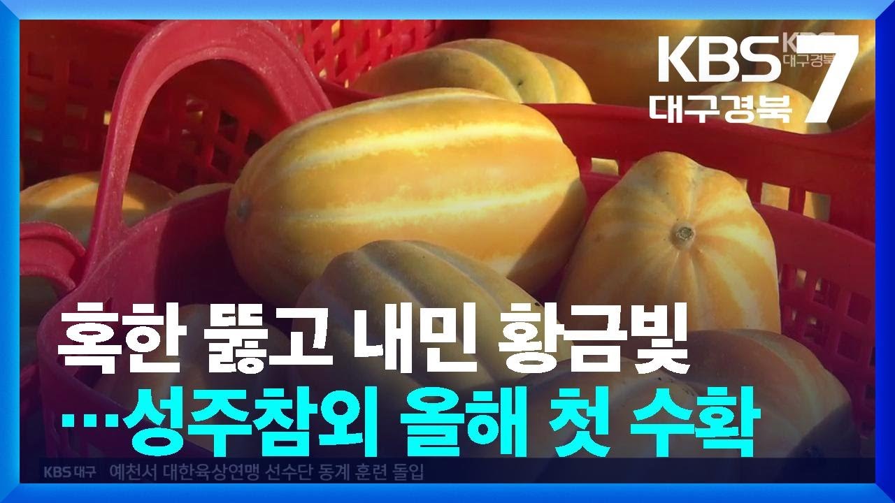 혹한 뚫고 내민 황금빛…성주참외 올해 첫 수확 / KBS  2026.01.06.