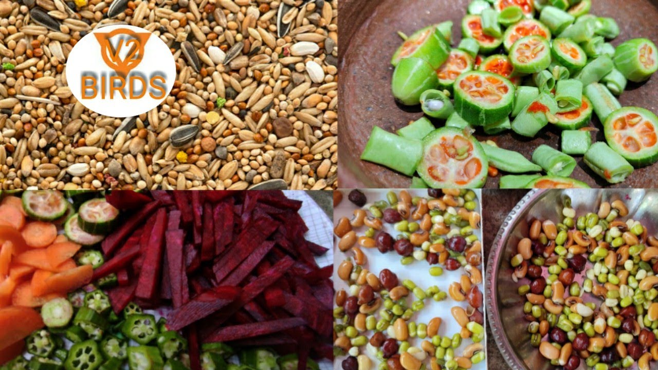Fast Breeding food for birds #lovebirds#finches #cockatiel #africanlovebird  |V2BIRDS|