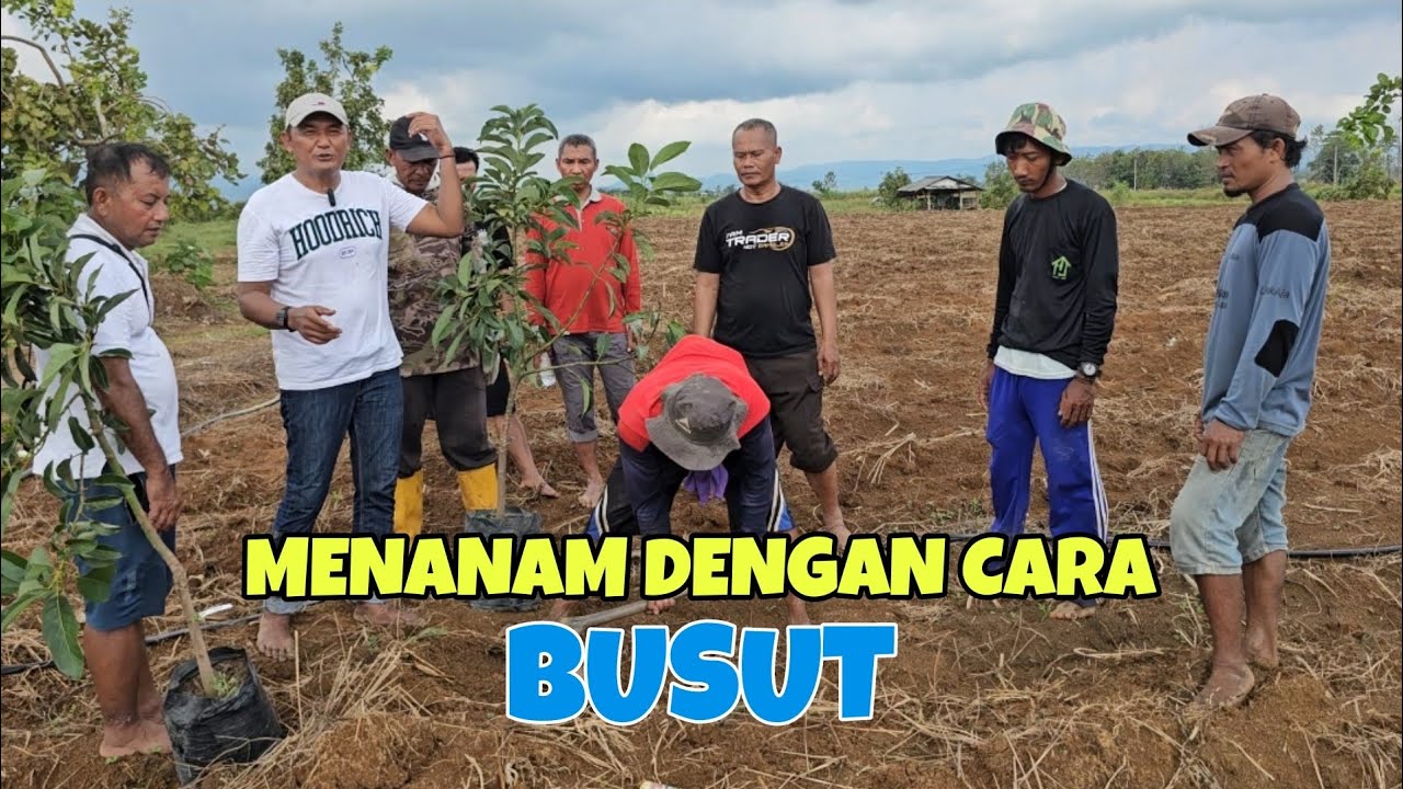 MENANAM ALPUKAT DGN CARA BUSUT
