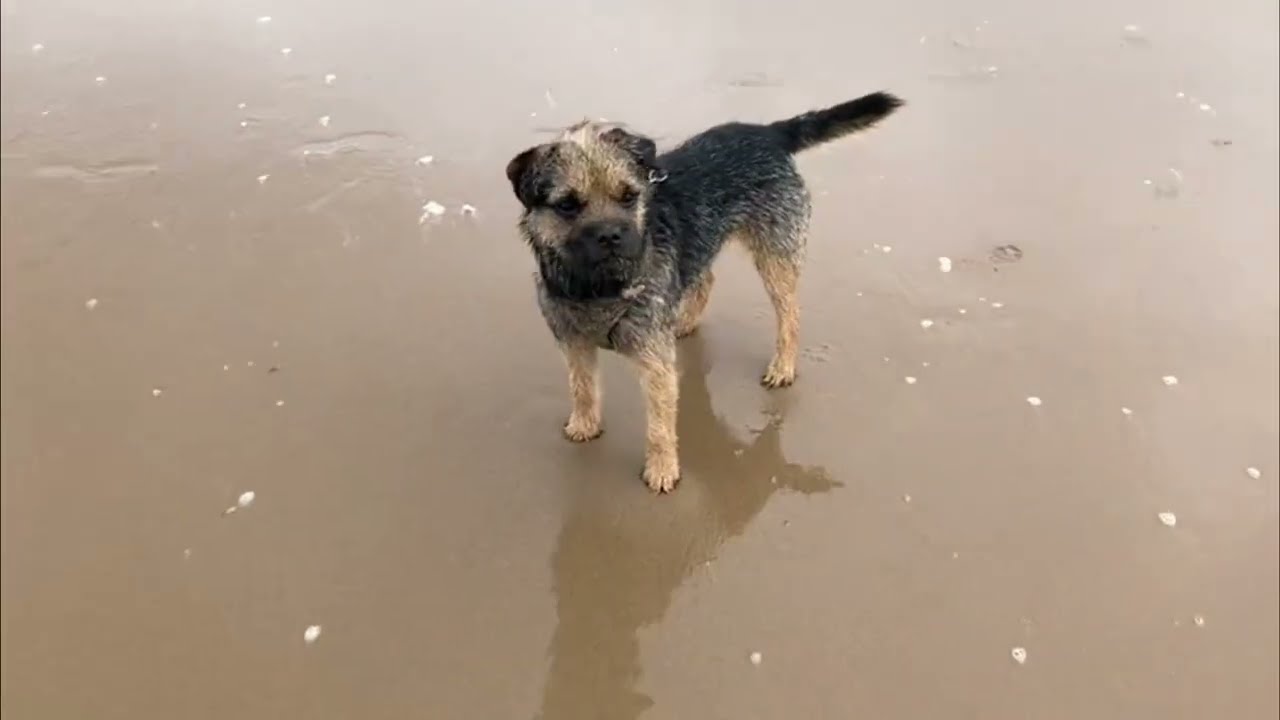 Gizmo with his Border Terrier Buddies