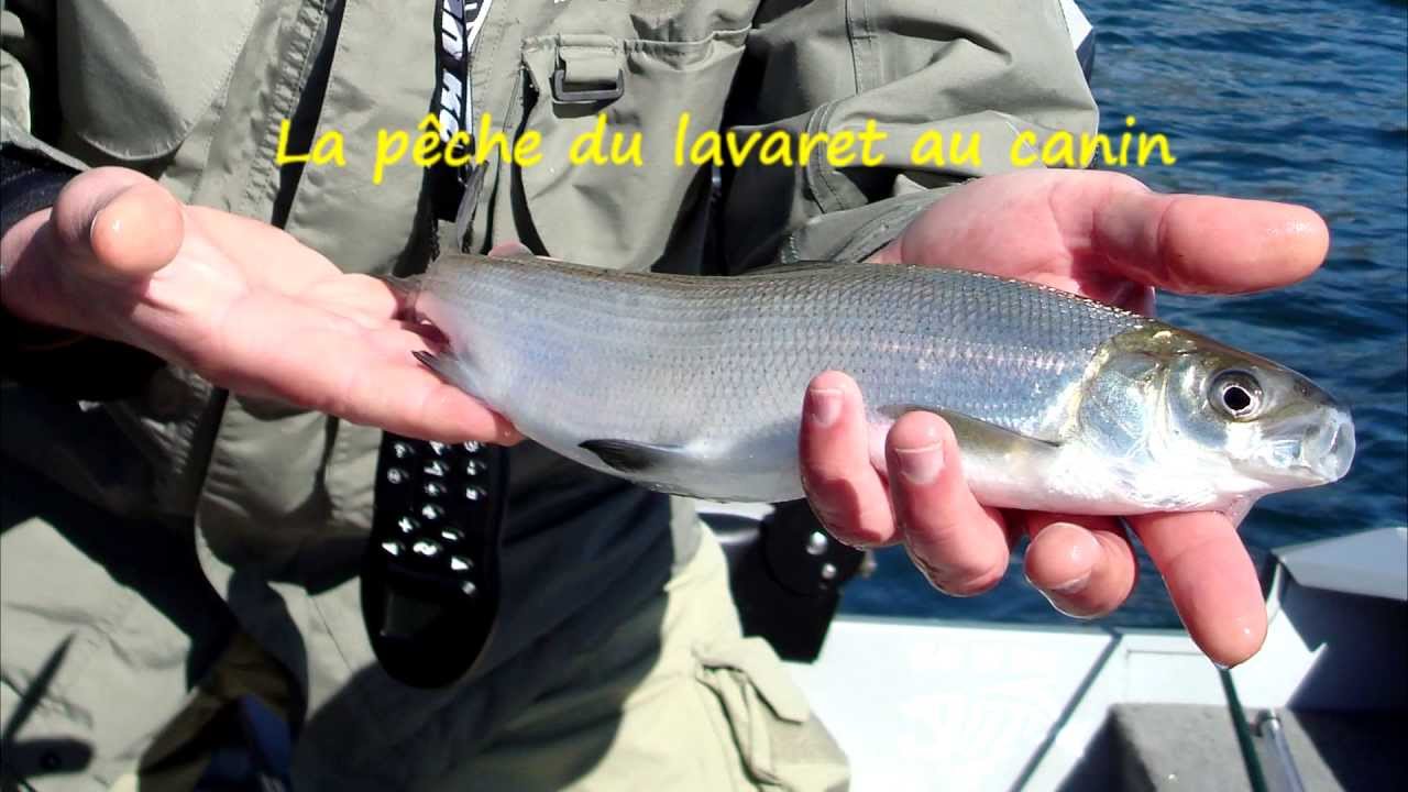 pêche du lavaret au lac du bourget