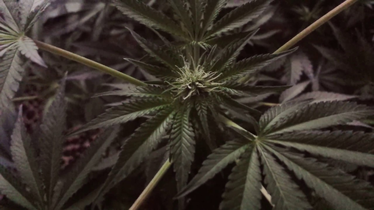 Jack Herer 3 weeks Flower stage/BlueDream 2wks