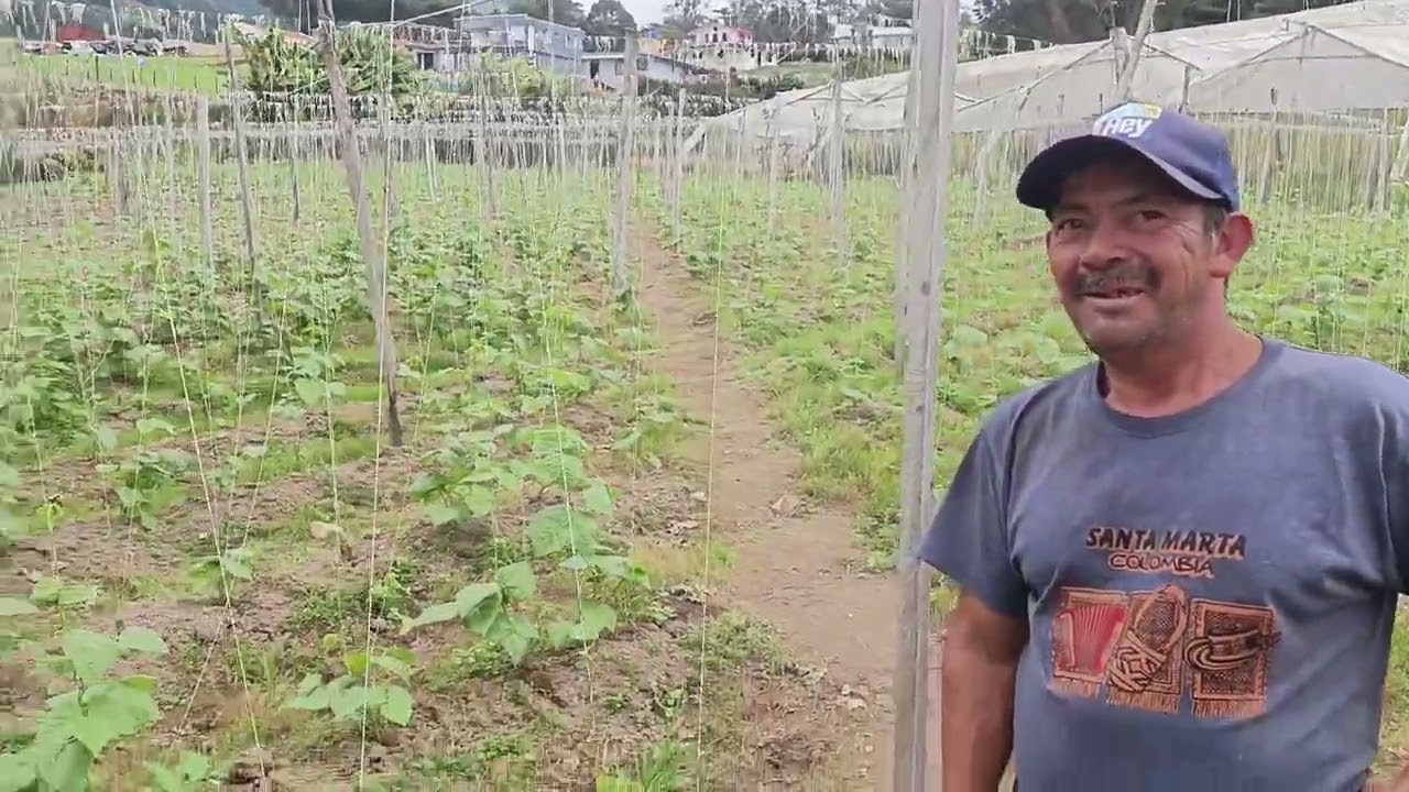 Reconocimiento de Zona, cultivo Habichuela, finca buenas tardes. 