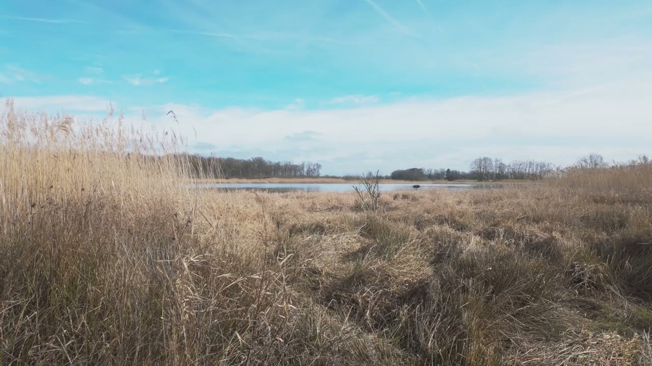 Peaceful Pond with Reeds, Swans & Insect Sounds | 4K Nature Ambiance France