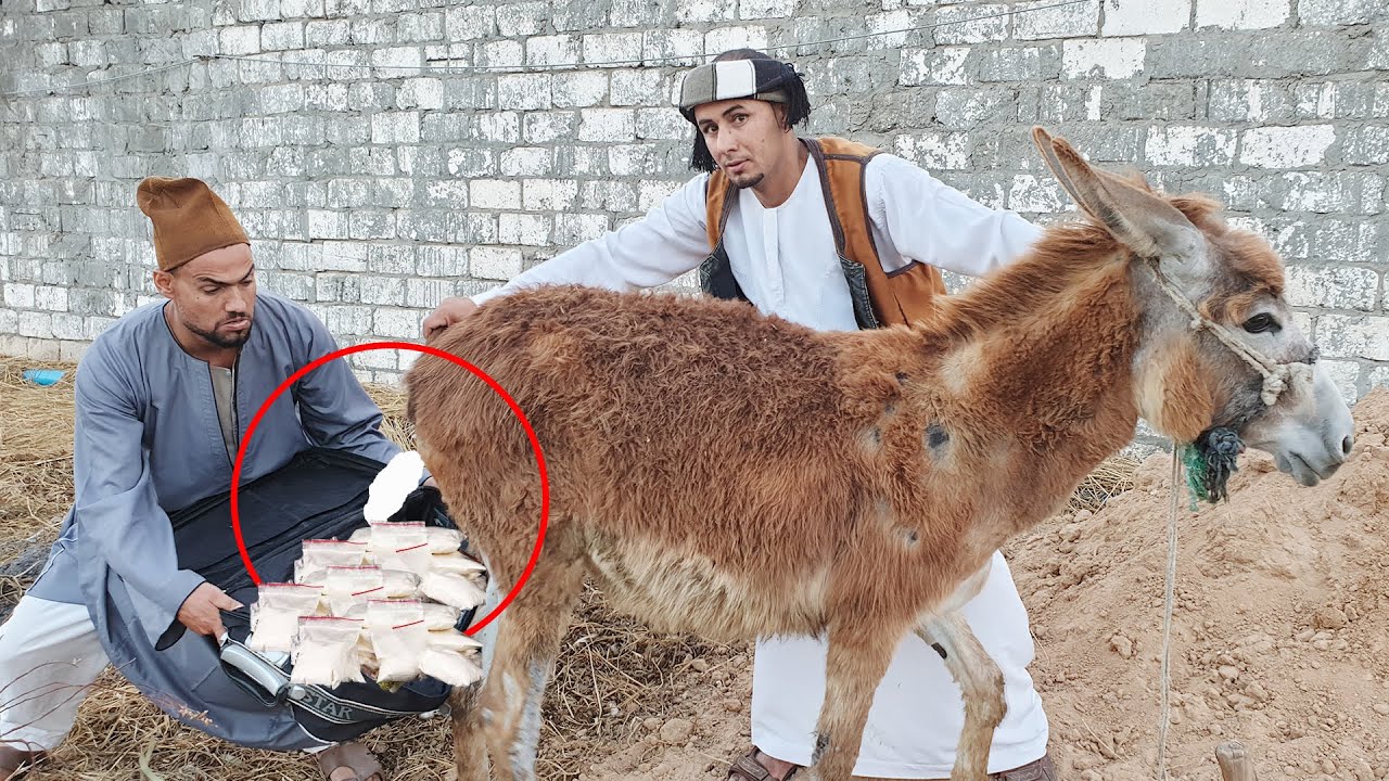 أغرب عملية تهريب فى الحمارة شاهد رد فعل الحاج بسيونى لما لقى الحشيش روث الحمارة