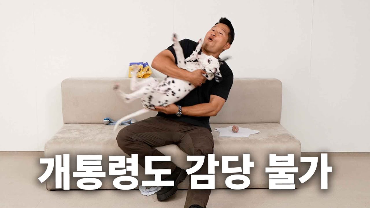 악마견도 혀를 내두르는 새로운 악마견 | 견종백과 달마시안편