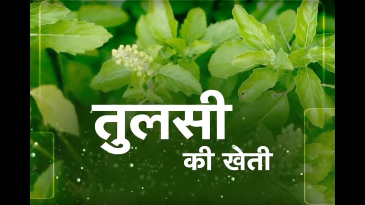 Khet Khalihaan - Basil Farming