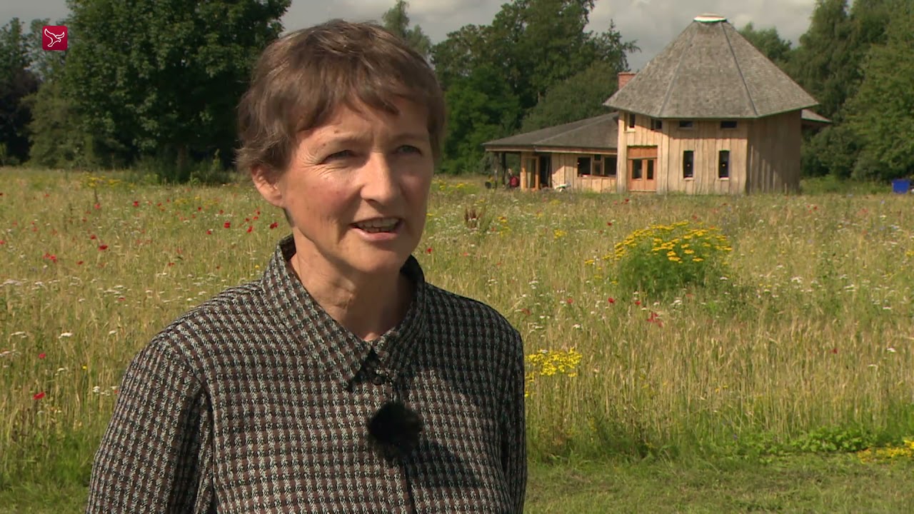 Giftig jacobskruiskruid rukt op door nieuw maaibeleid in Flevoland