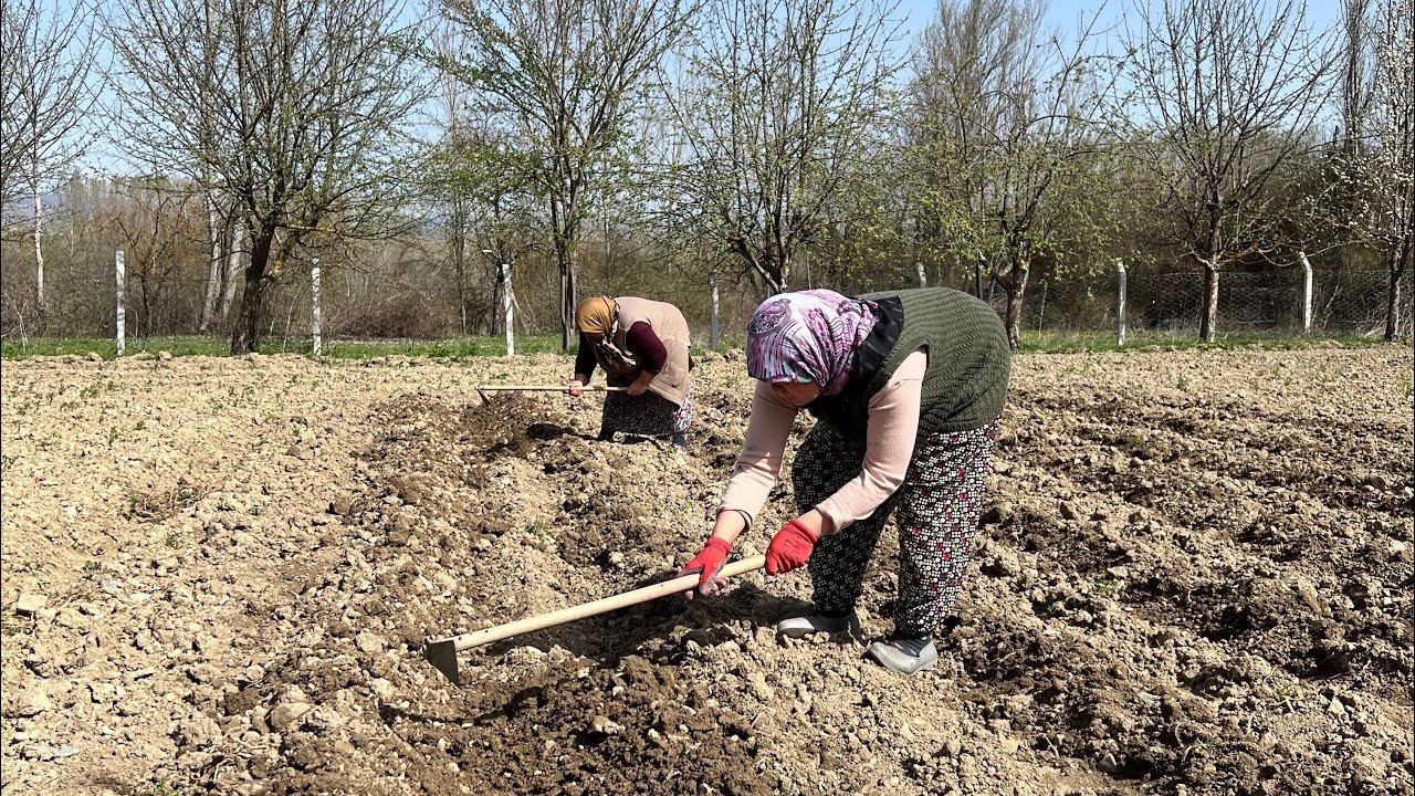 Patates ekimini yaptık