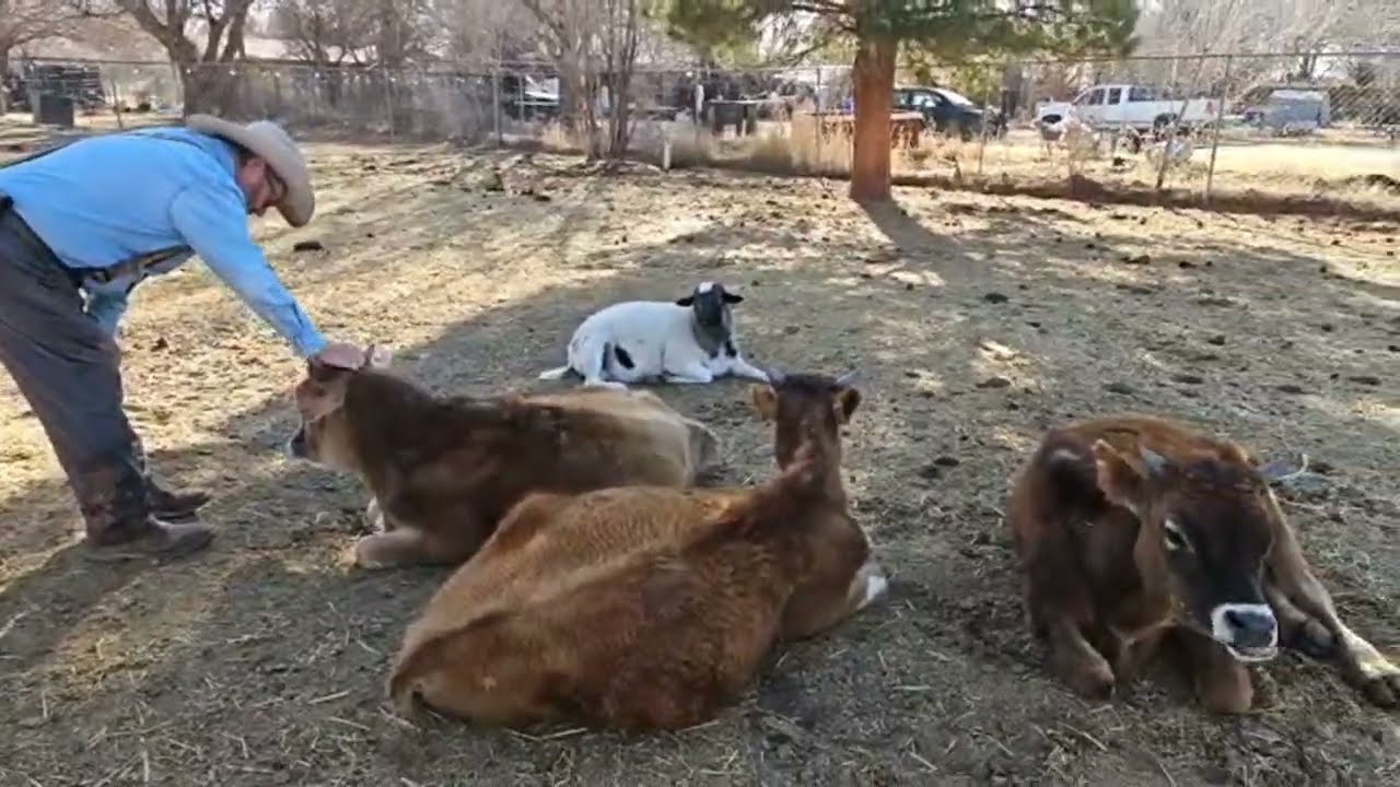 What happened today on #ourlittletexasranch  Thank you all for watching!!# short #smallranch