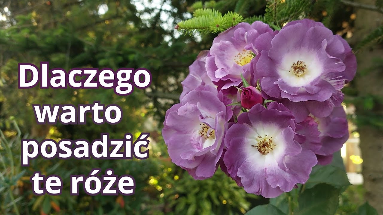RÓŻE - odmiany o najtrwalszych kwiatach, róże kompaktowe i róże olbrzymy