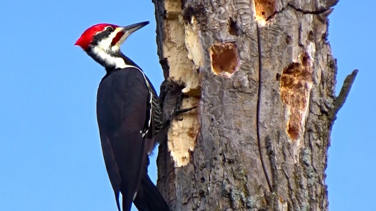 Pileated Woodpecker Pecking Hard on Hard Wood