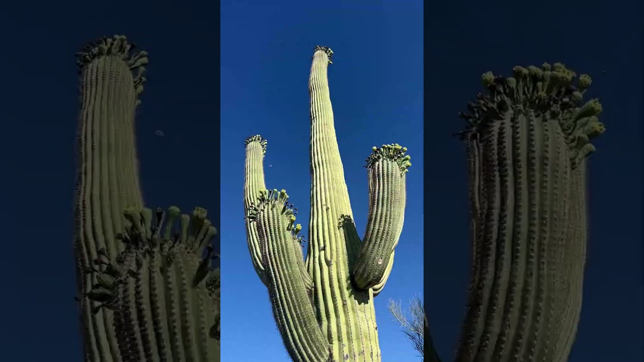 Saguaro National Park has the TALLEST Cactus in the World