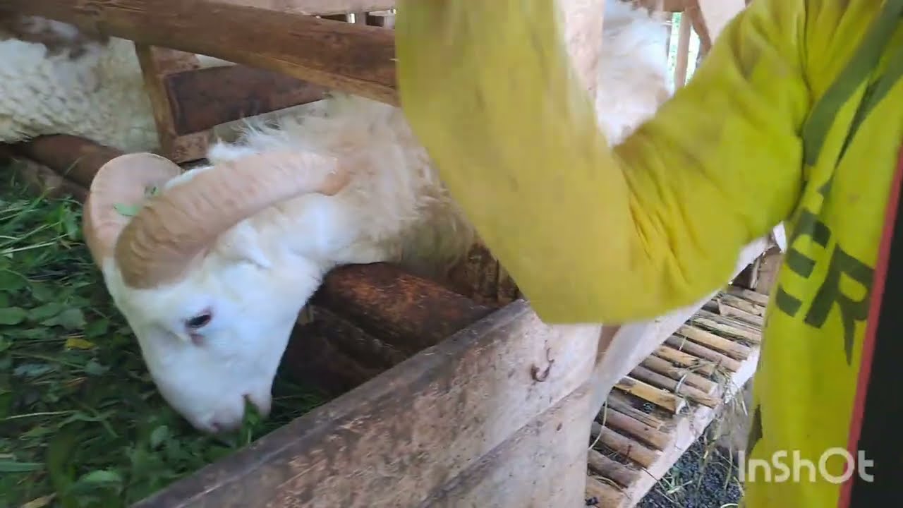 KEBUN DURIAN DAN ALPUKAT PREMIUM PART 3