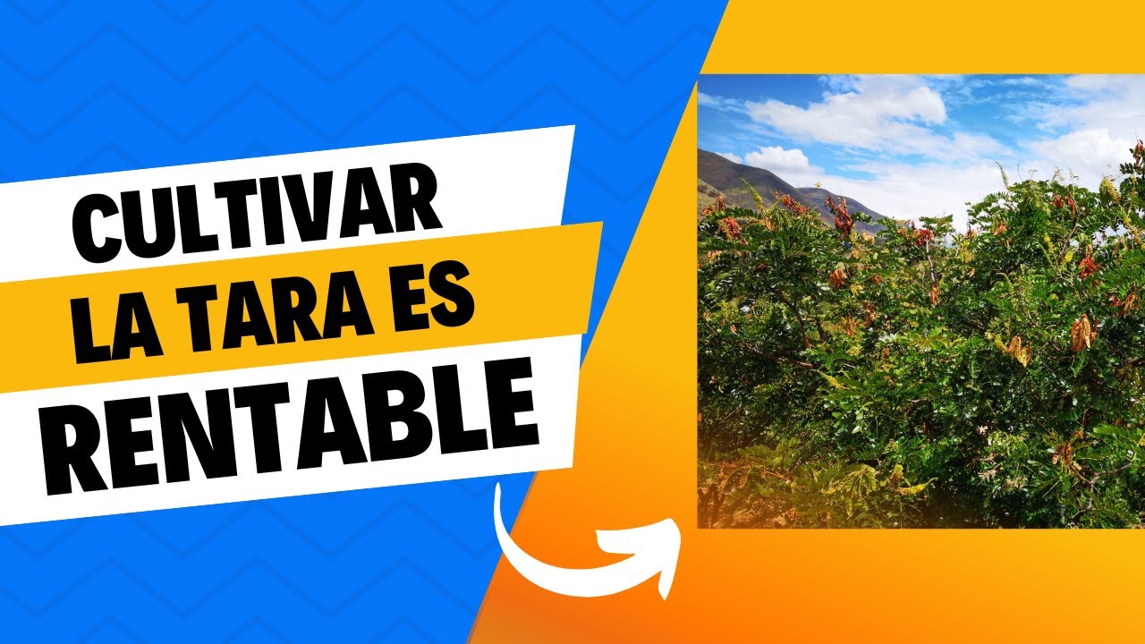CULTIVO DE LA TARA❤️| Análisis de RENTABILIDAD 2024