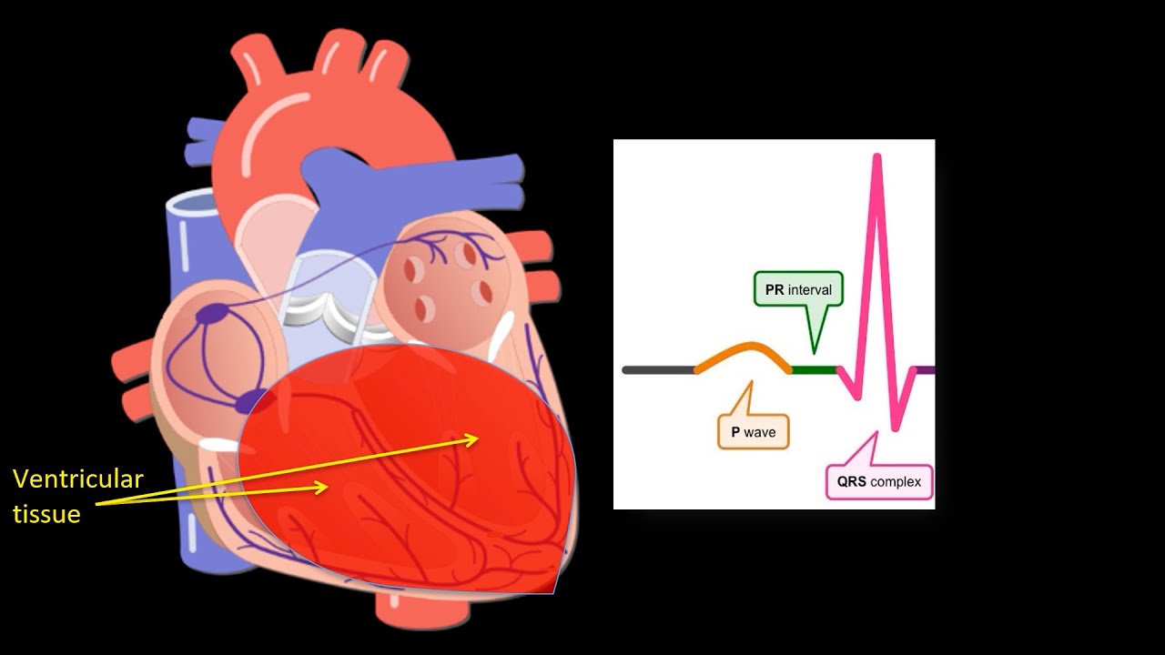 How to Read an ECG: The QRS complex