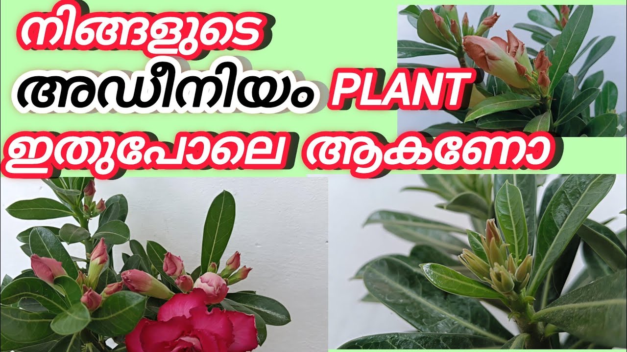 നിങ്ങളുടെ അഡീനിയം ചെടിയും ഇതുപോലെ ആകണോ? 