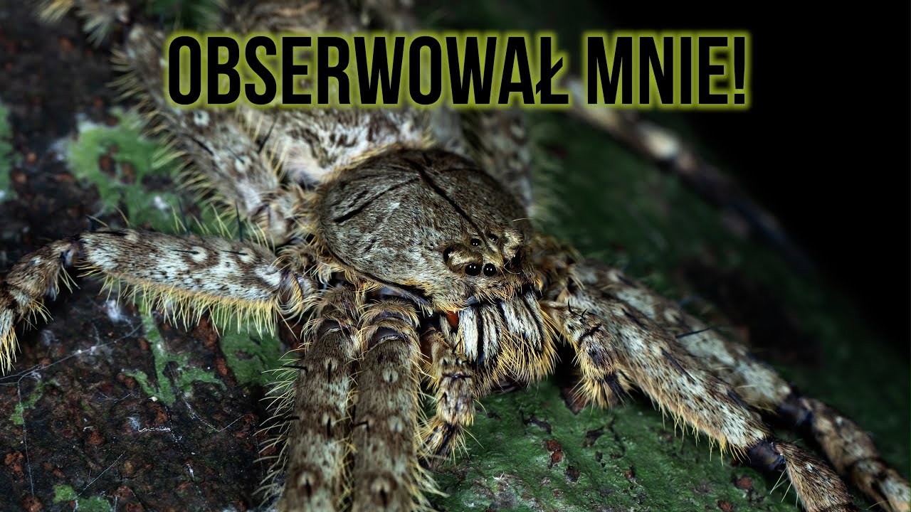 SPOTKAŁEM PREDATORA  😳 🇻🇳 Cuc Phuong