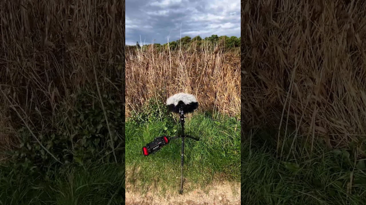 Sound Devices Mixpre 6II, Sennheiser MKH8040-8050, LCR - Wind in reeds