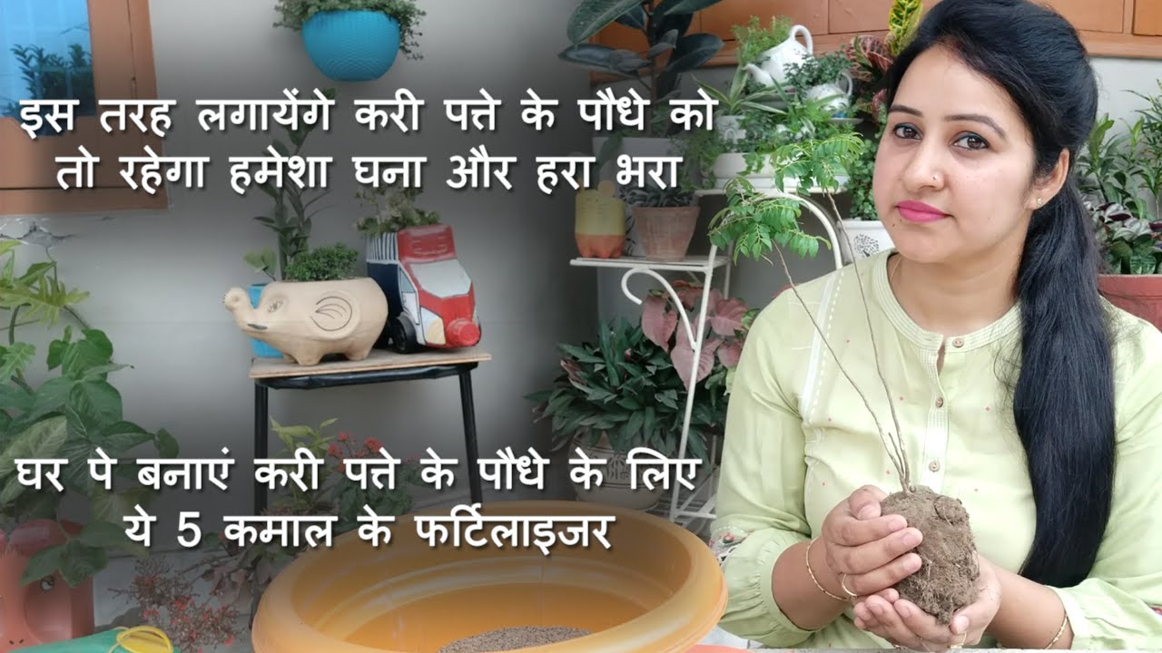 How to Grow Curry Leaves Plant? | Home Made Fertilizers for Curry Leaves Plant |