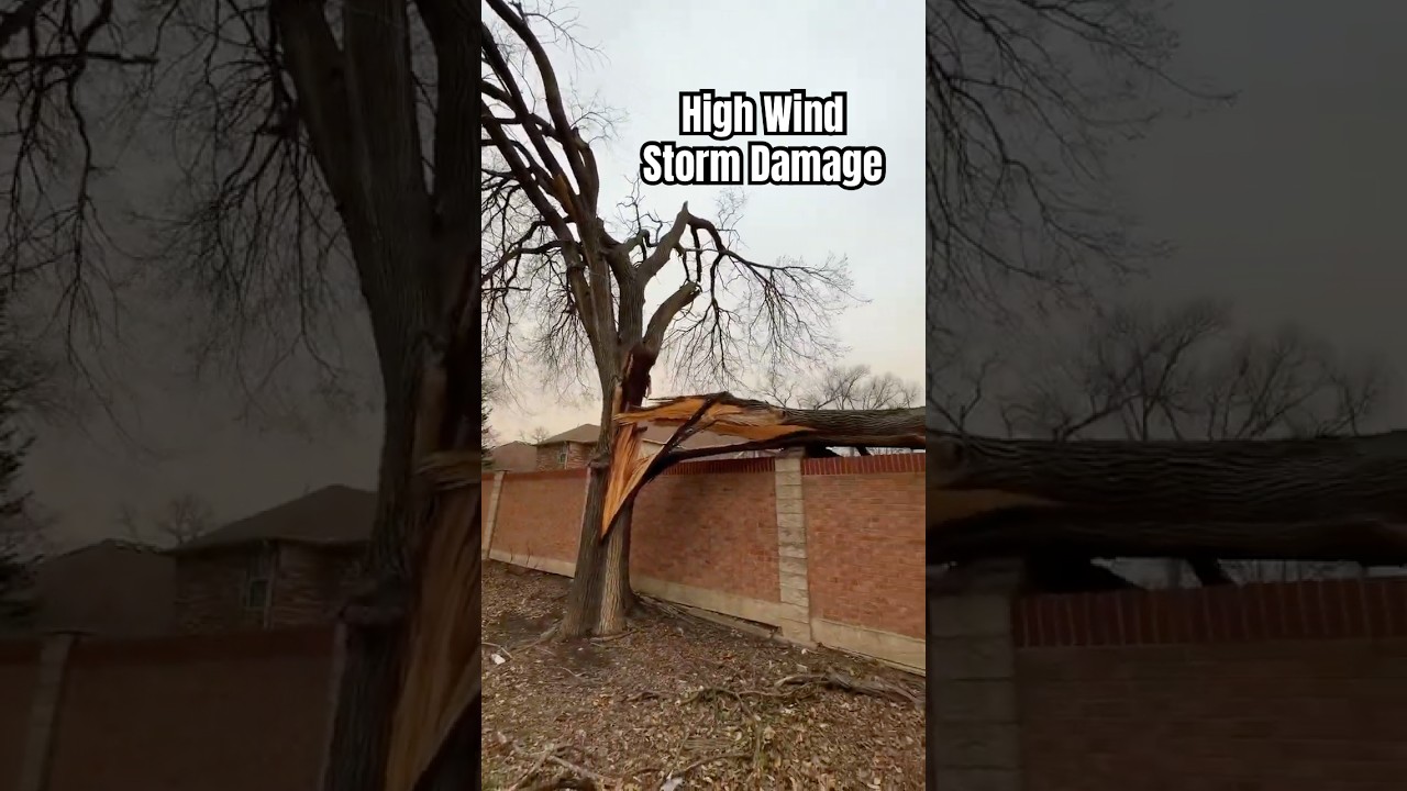 Massive Tree Splits in Storm! Emergency Tree Removal to Prevent More Damage! 