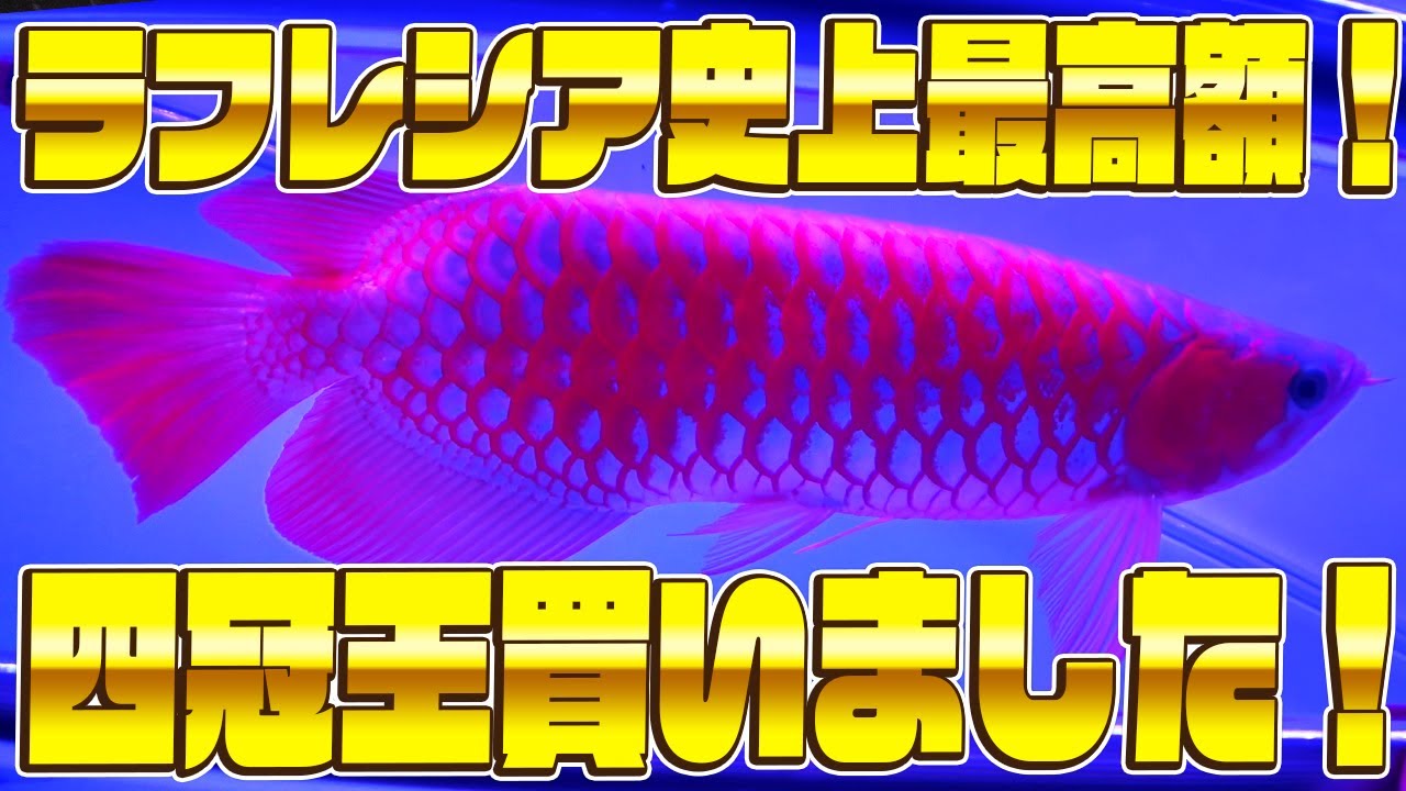 『ショップ訪問』ラフレシア史上最高額！四冠王に輝いた究極紅龍買いました。