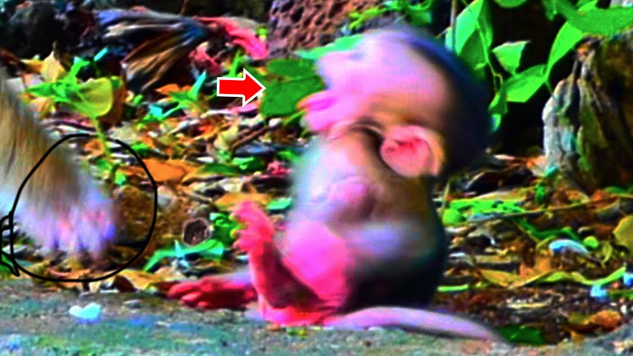 OH, W.R.A.T.H.F.U.L.L.Y&hellip; MOM S.P.O.I.L.E.D TINY BABY MONKEY 😭C.R.Y.I.N.G BACKSIDE DOWN A.N.G.R.I.L.Y