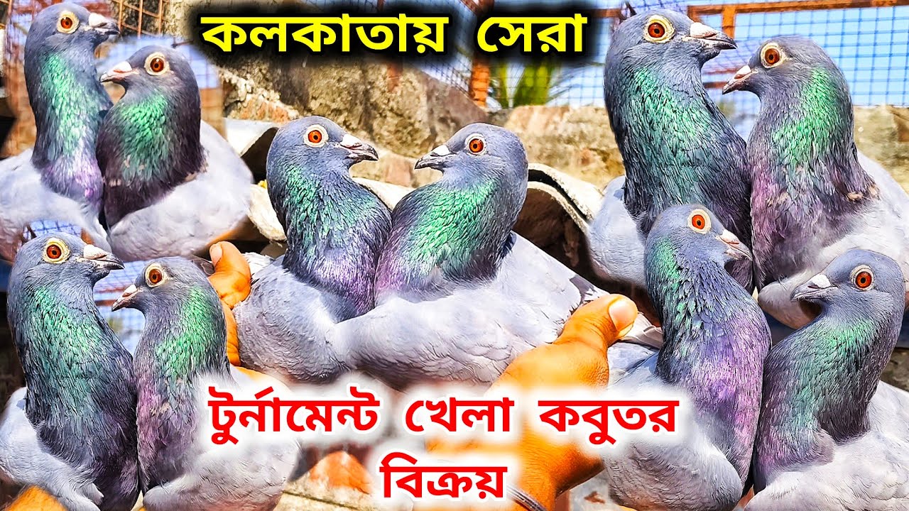 কলকাতার পুরাতন ঐতিহ্য সবুজ মাদ্রাস কবুতর।সস্তার কবুতর কাকে বলে জানতে ভিডিও দেখুন@pigeonsloverrj9600