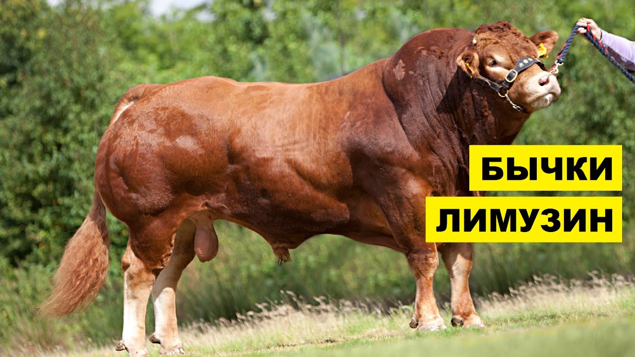 Быки Породы Лимузин содержание и уход | Мясное скотоводство | КРС Лимузинской породы | Мясные бычки