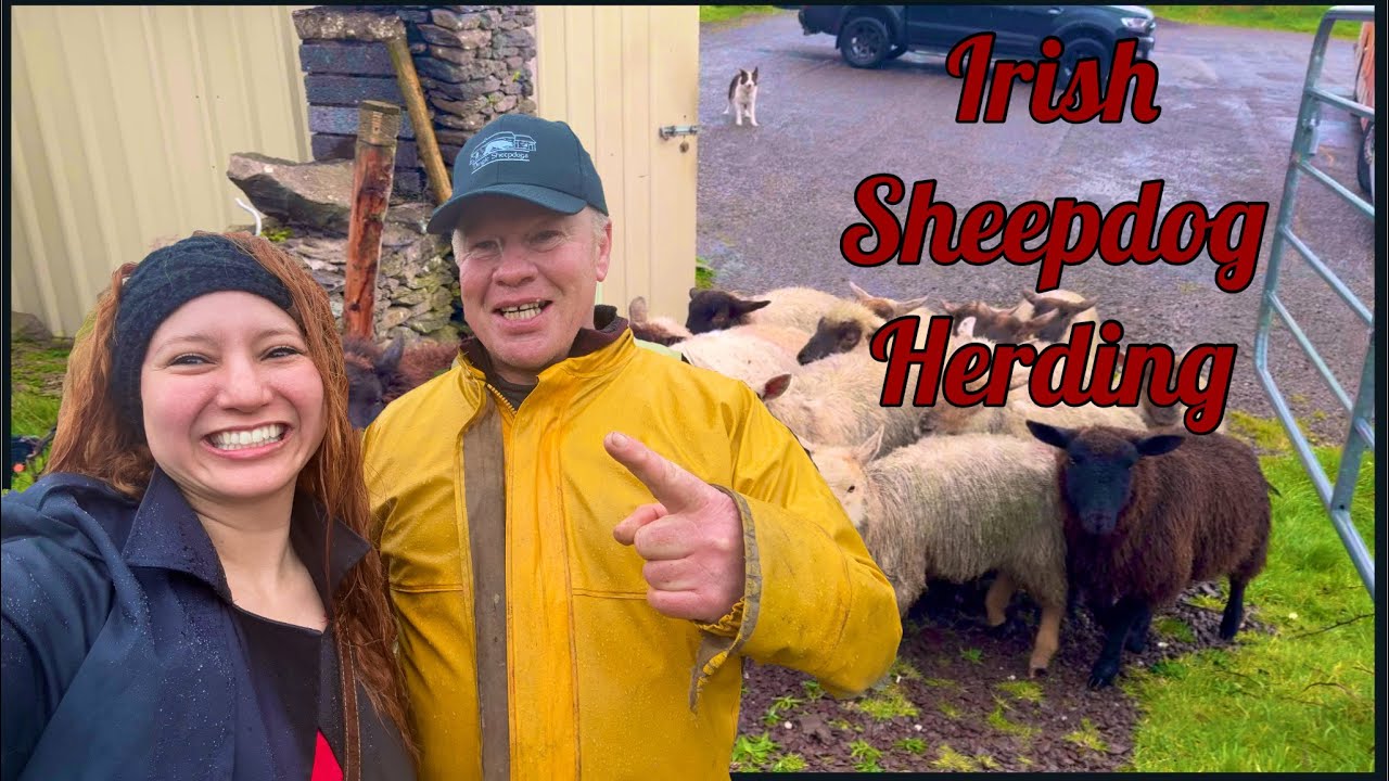 Irish SheepDog Hearding, Dingle