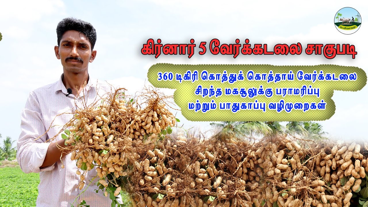 🔴360 டிகிரி கொத்துக் கொத்தாய் கிர்னார் 5 வேர்க்கடலை மகசூலுக்கு யுக்தி 🔴கிர்னார் 5 வேர்க்கடலை சாகுபடி