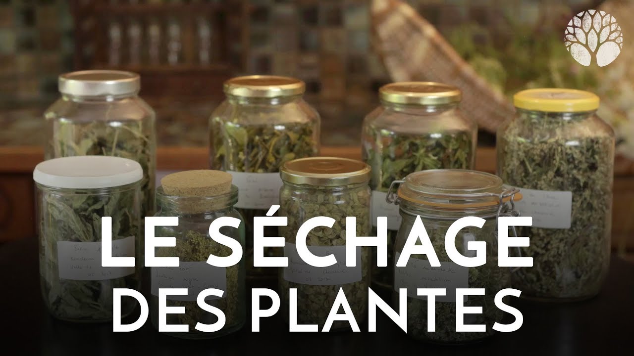 Le séchage des plantes