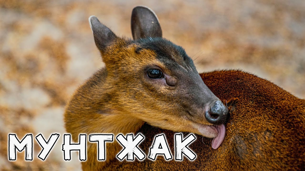 Мунтжак &mdash; Лающий Олень с Клыками?! Ты Должен Это Увидеть!