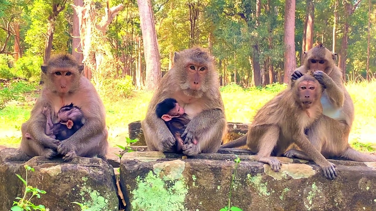 Wow the best monkeys 🐒 